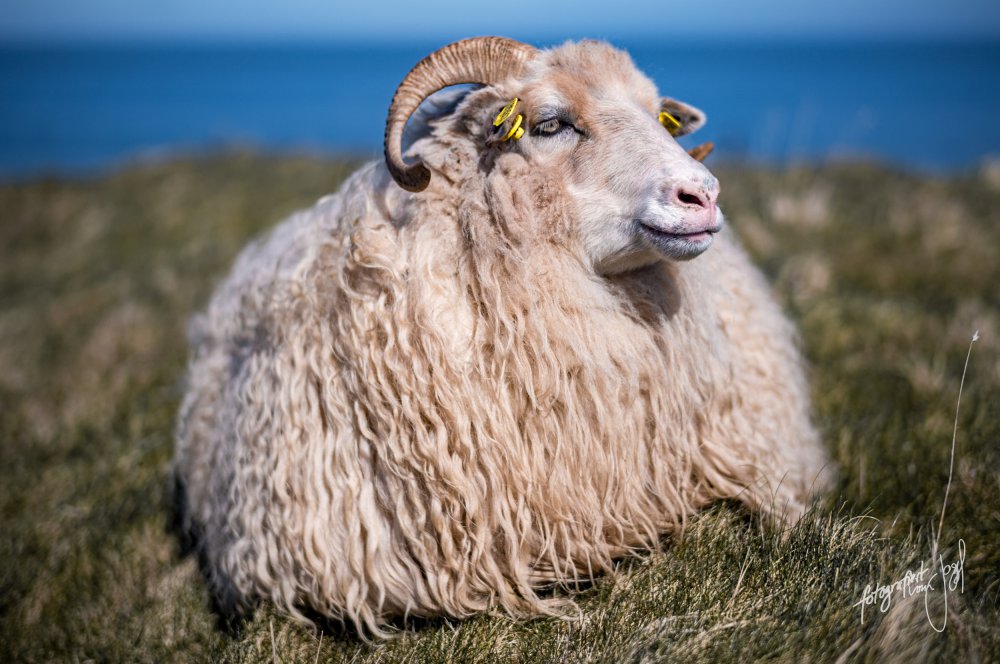 Schaf mit gebogenen Hörnern