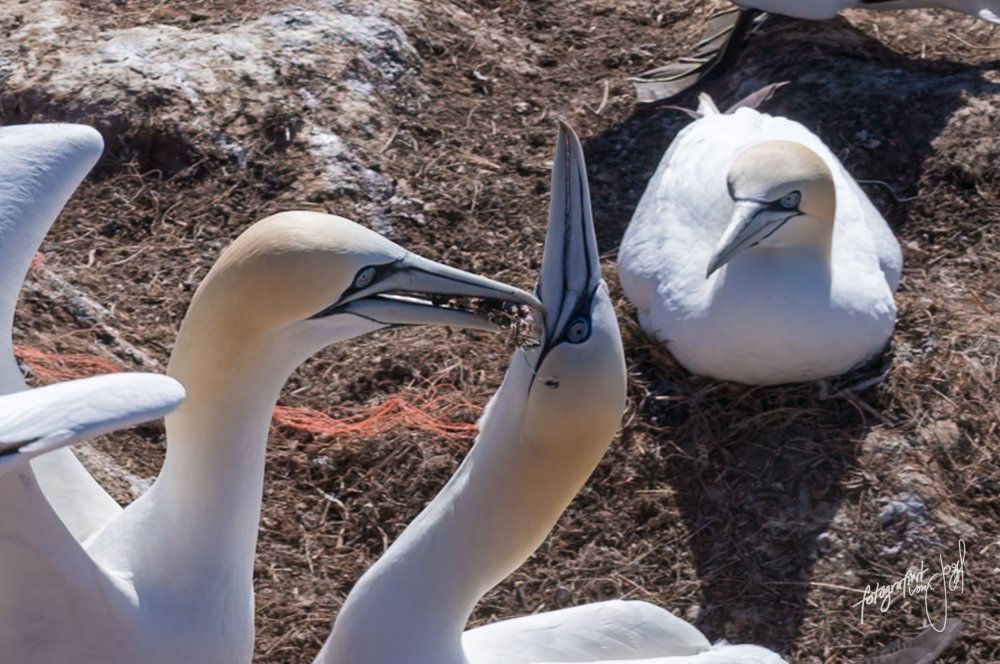 Basstölpel am Nest