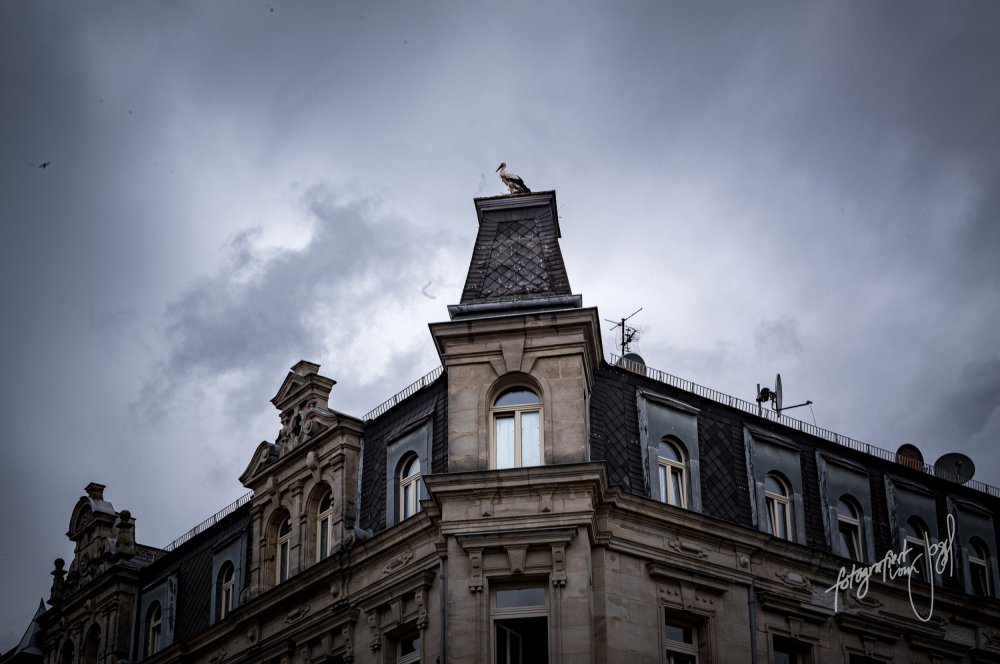 Storch auf dem Giebel
