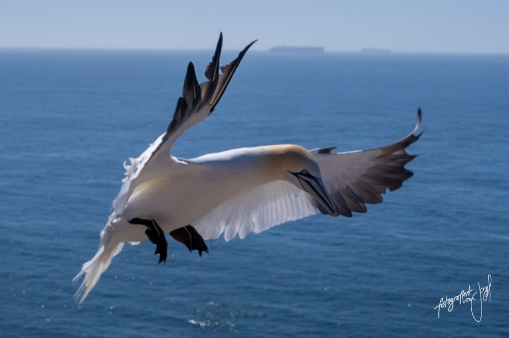 Basstölpel im Flug