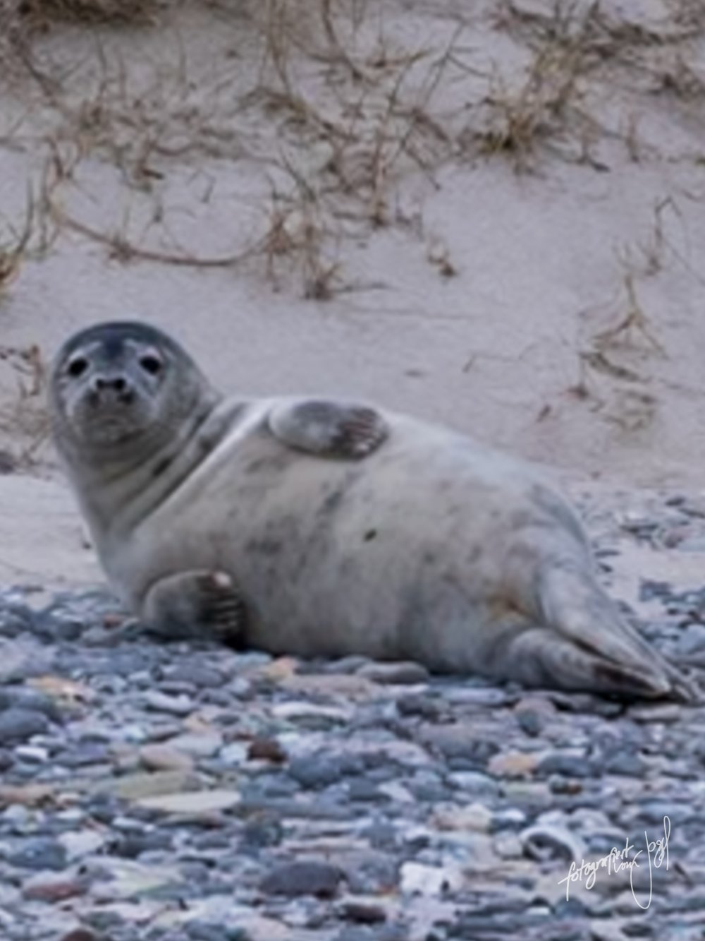 Junge Robbe am Kiesstrand