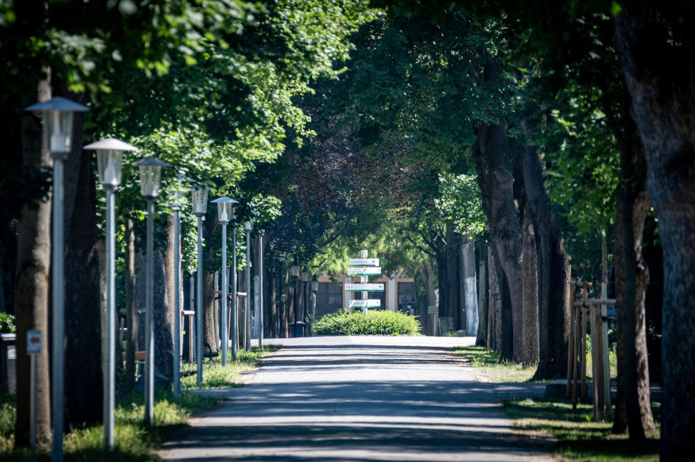 Baumgesäumter Weg