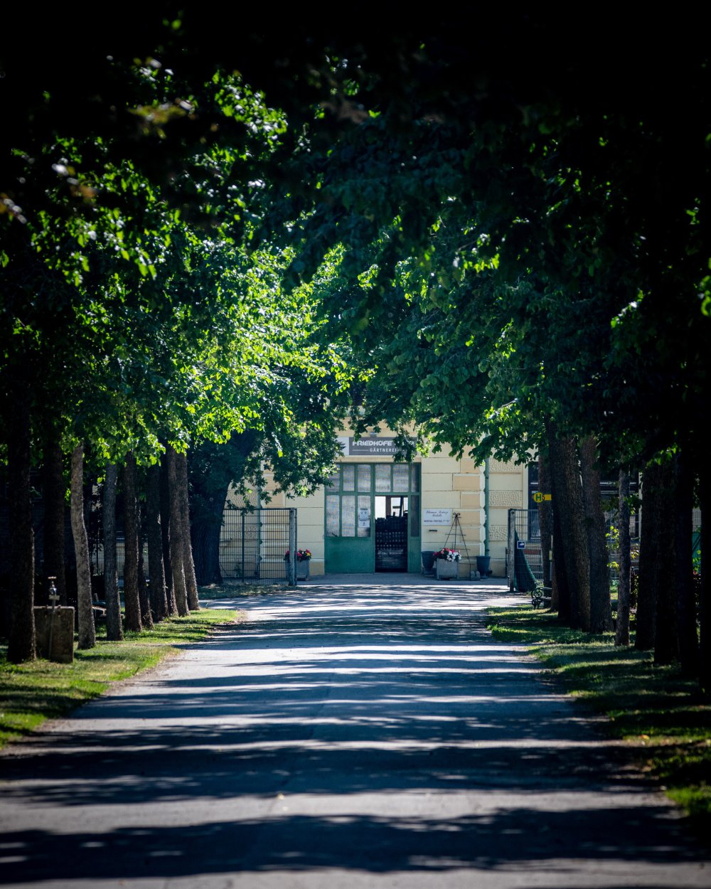 Allee am Zentralfriedhof