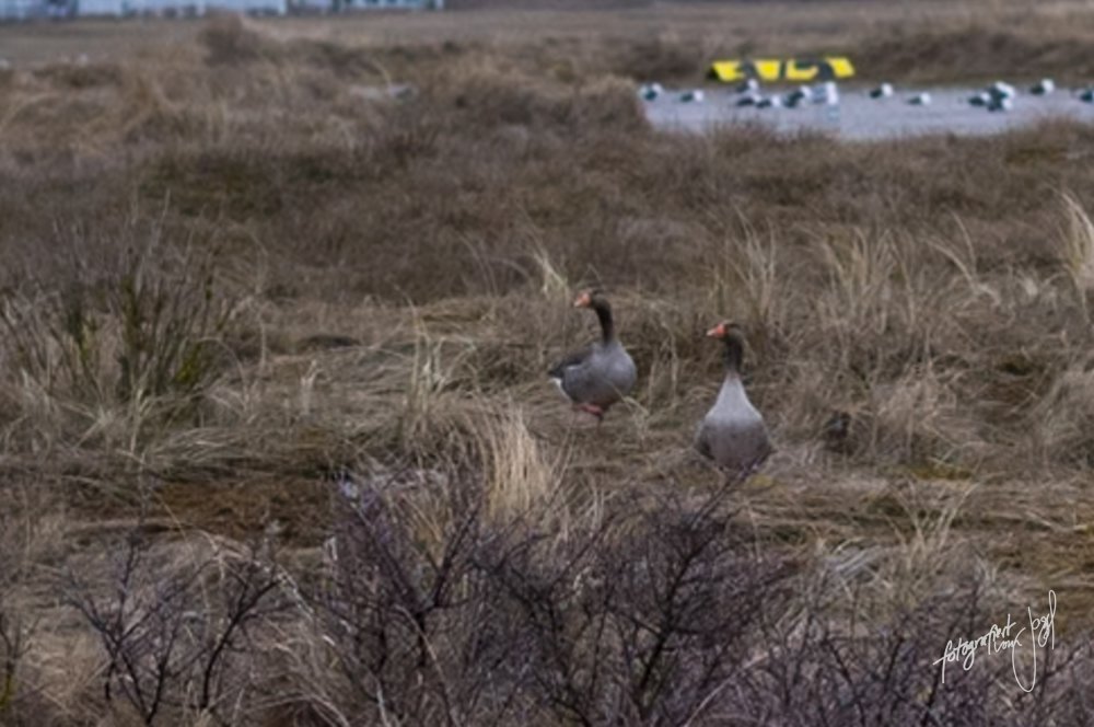 Zwei Gänse im Gras