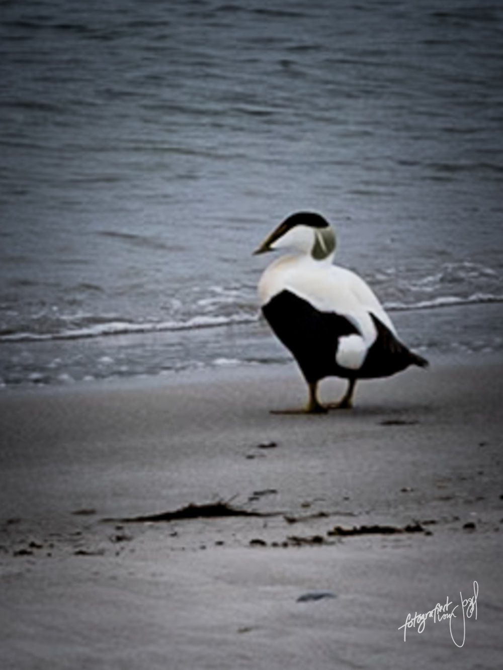 Eiderente am Strand