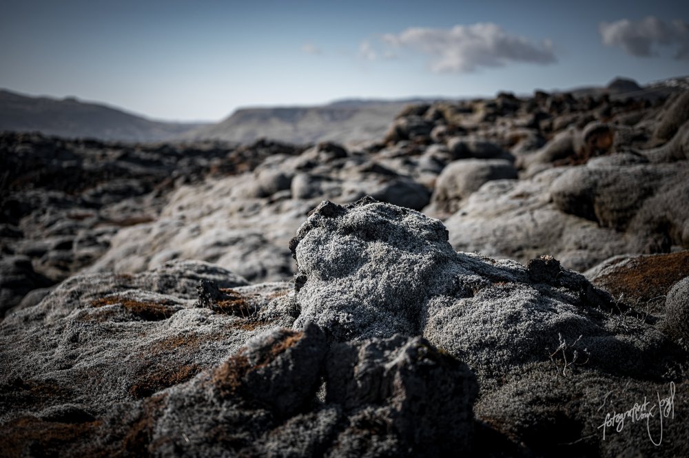 Moos auf erstarrter Lava