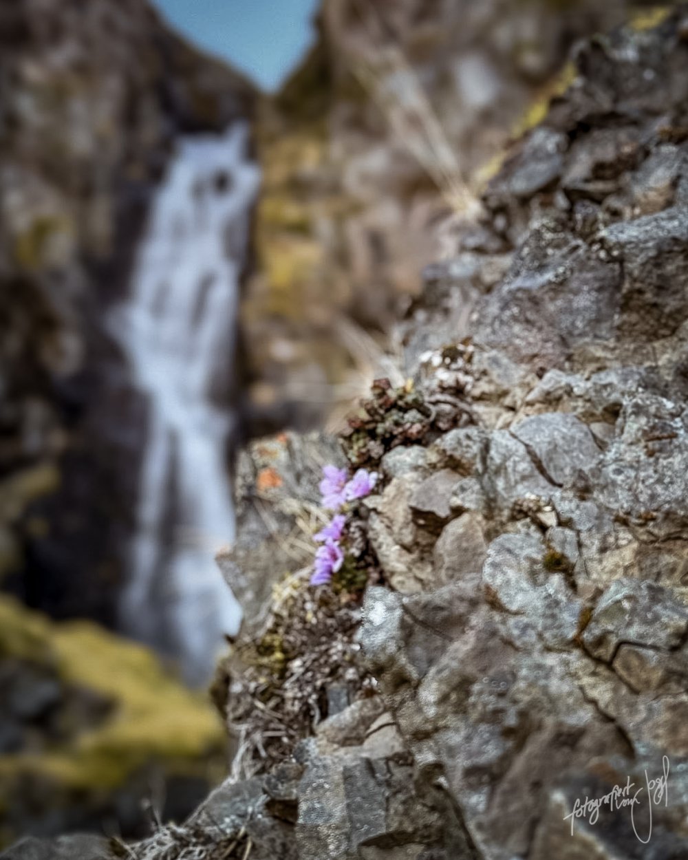 Blüte am Wasserfall